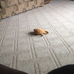 Meet your Posher, Helen